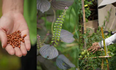 Dali Wellness Retreat,Dali,Chinatour Three-panel crop: left shows a hand holding brown seeds, middle shows a purple-leaved plant with a tall spike of small green flowers, right shows a gardener tending tomato plants with a trellis.