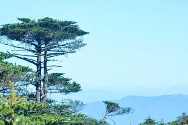 Tall evergreen tree with layered branches on a hillside, against a clear blue sky and distant mountains.Cangshan Mountain,Dali,Yunnan,Chinatravel
