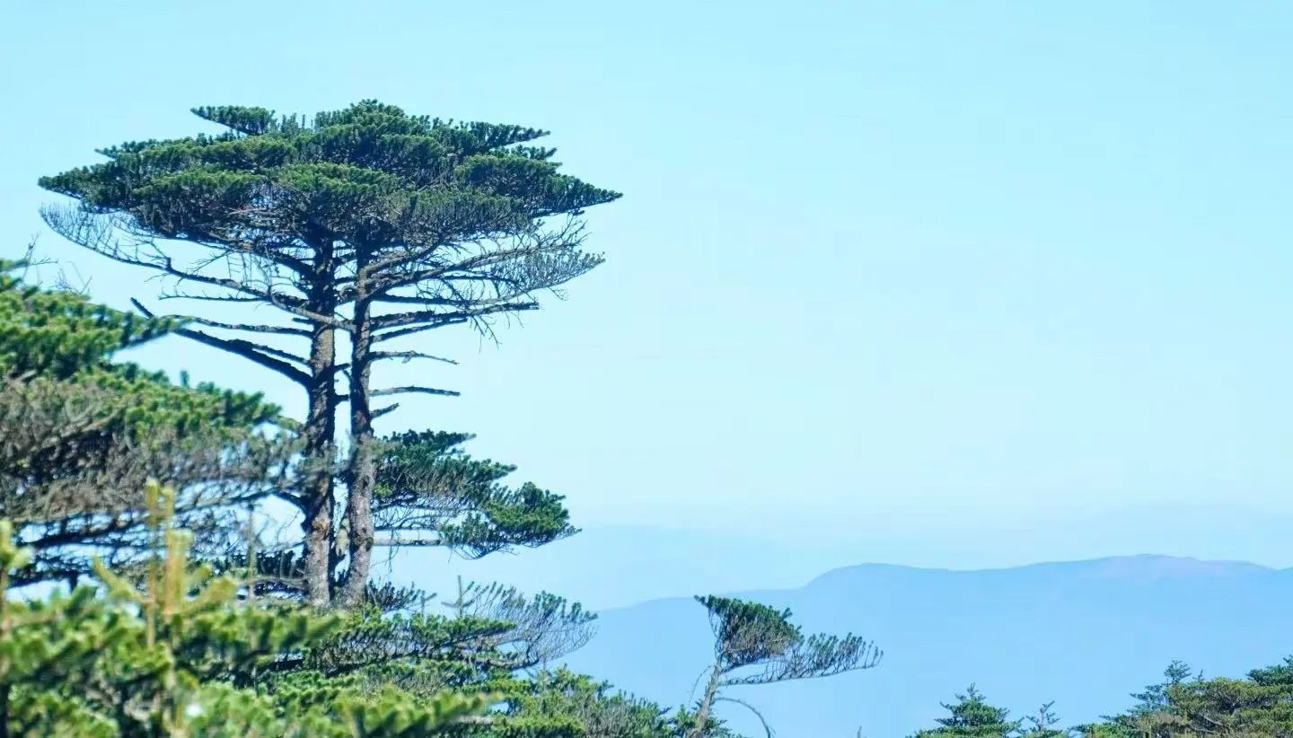 Tall evergreen tree with layered branches on a hillside, against a clear blue sky and distant mountains.Cangshan Mountain,Dali,Yunnan,Chinatravel