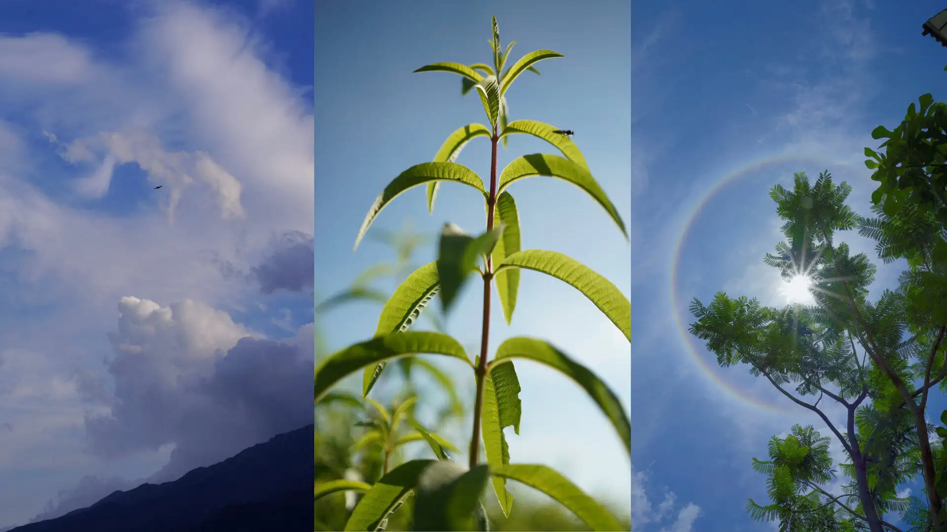 Dali Wellness Retreat,Dali,Chinatour Triptych of nature scenes: left panel a blue sky with clouds over a mountain ridge, center a young plant with bright green leaves against a clear sky, right panel sunlit tree canopy with a rainbow arc.