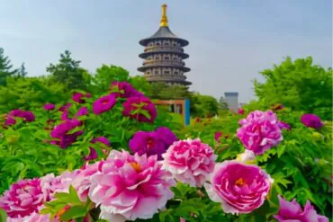Peony Gardens,Luoyang,Chinatour Pagoda rising above a colorful garden bed of pink and magenta peonies on a sunny day.