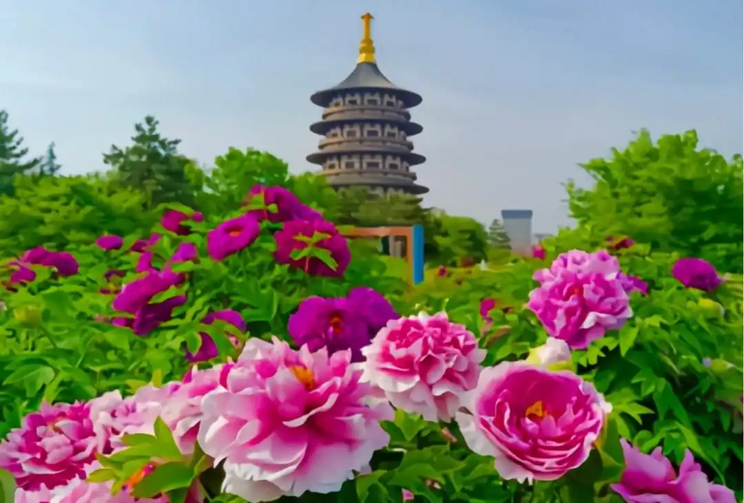 Peony Gardens,Luoyang,Chinatour Pagoda rising above a colorful garden bed of pink and magenta peonies on a sunny day.