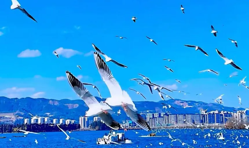 Discover the Beauty of Dianchi Lake in Kunming