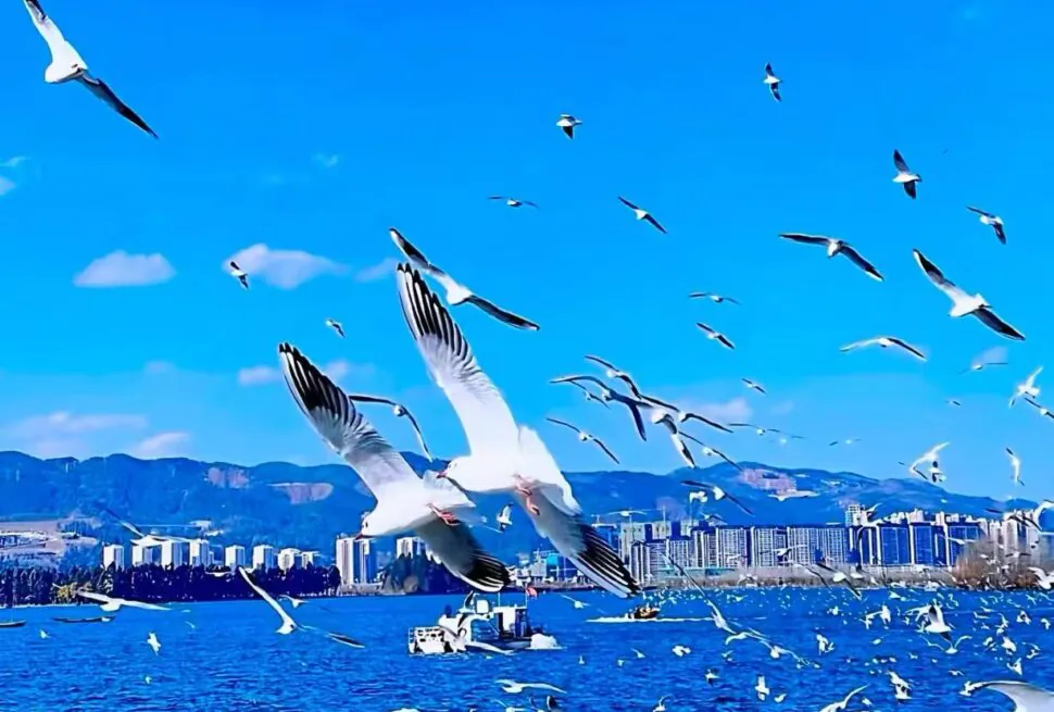 A flock of seagulls flying over a bright blue lake with a city skyline and distant mountains under a clear sky.Dianchi Lake,Kunming,Yunnan,Chinatravel