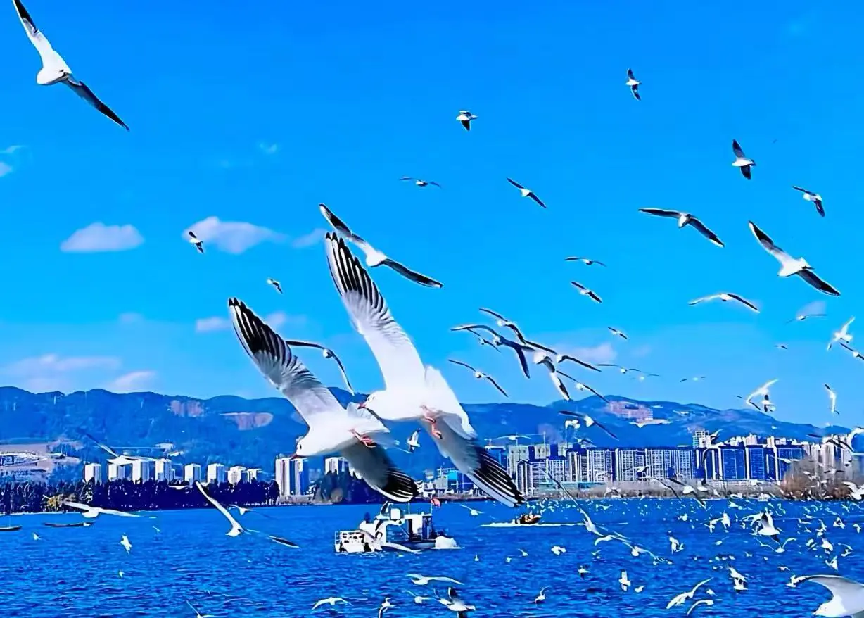 A flock of seagulls flying over a bright blue lake with a city skyline and distant mountains under a clear sky.Dianchi Lake,Kunming,Yunnan,Chinatravel