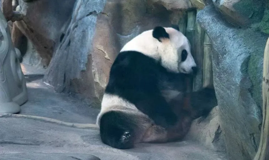 Wuhan Zoo and Panda House Must-See Attractions for Travelers
