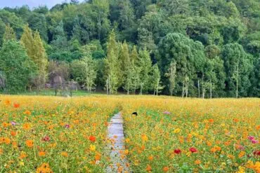 Wooden boardwalk through a bright field of orange and yellow wildflowers, with a green forest in the background.