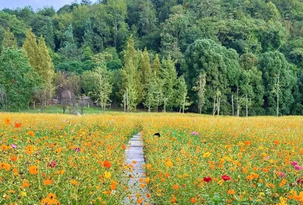Wooden boardwalk through a bright field of orange and yellow wildflowers, with a green forest in the background.
