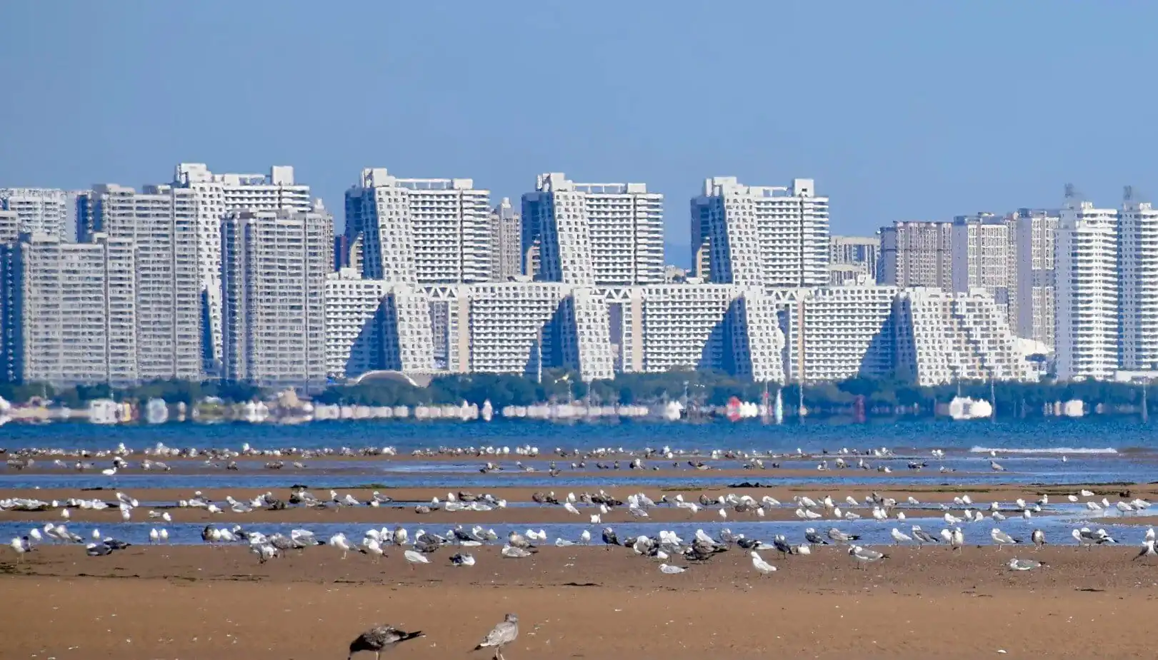 City skyline with tall white apartment buildings along a shoreline, seagulls on the sandy beach in the foreground.Pigeon Nest Park,Qinhuangdao,Hebei,Chinatravel