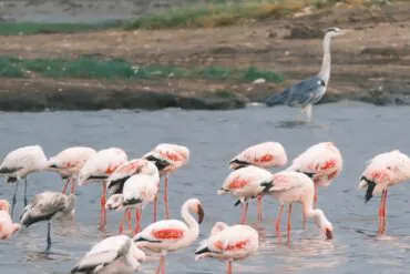 Group of pink flamingos wading in shallow water with a grey heron standing in the background.Qinhuangdao Safari Park,Qinhuangdao,Hebei,Chinatravel