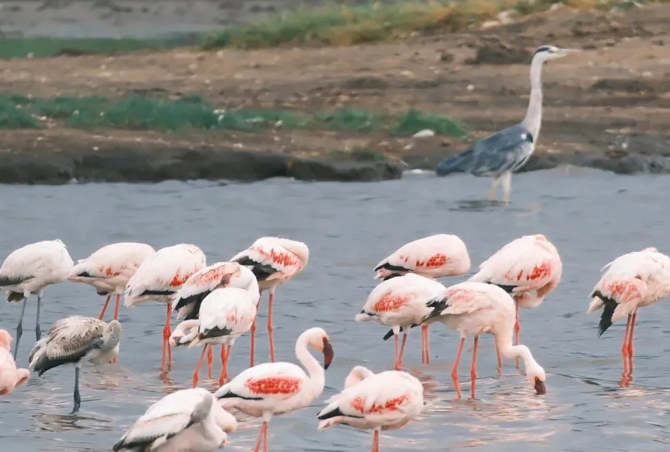 Group of pink flamingos wading in shallow water with a grey heron standing in the background.Qinhuangdao Safari Park,Qinhuangdao,Hebei,Chinatravel