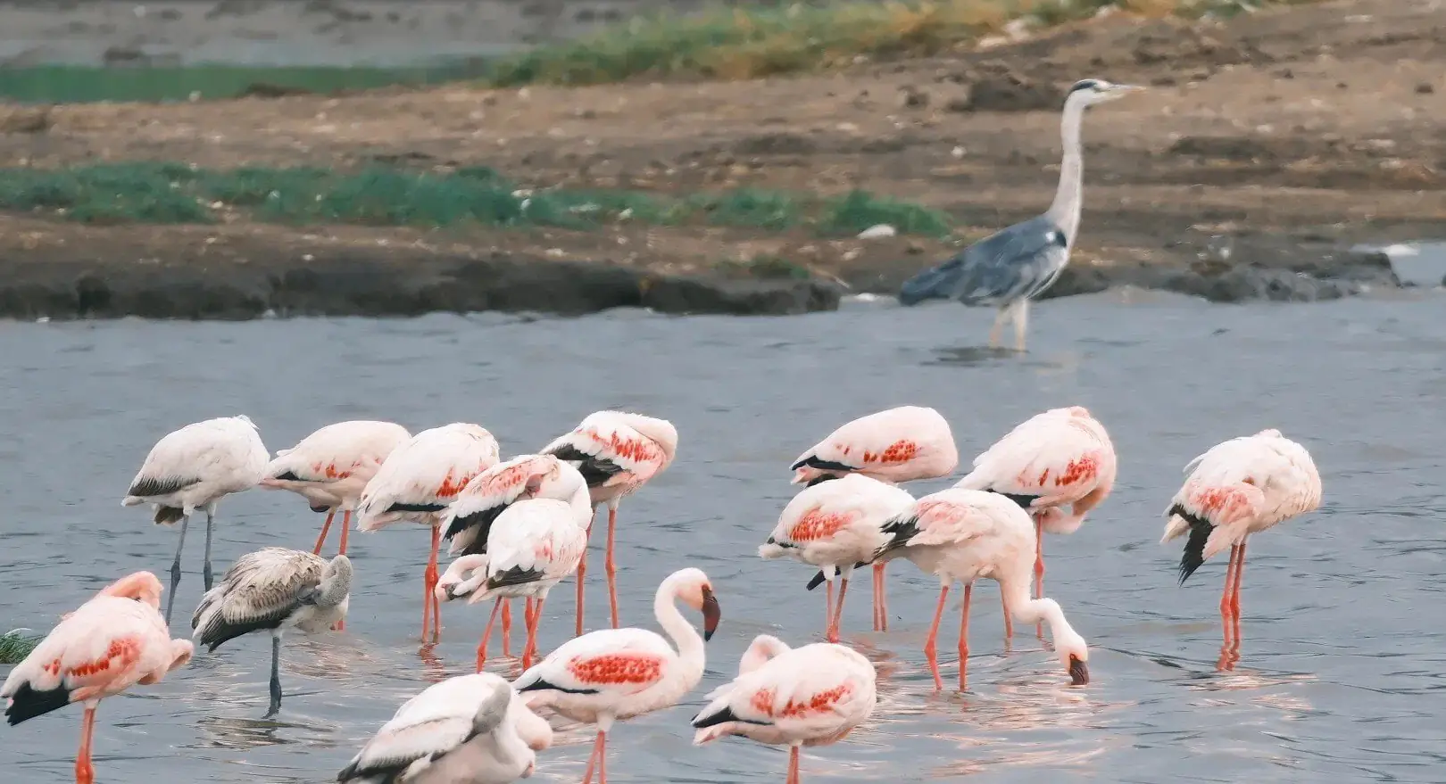 Group of pink flamingos wading in shallow water with a grey heron standing in the background.Qinhuangdao Safari Park,Qinhuangdao,Hebei,Chinatravel