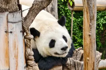 Giant panda resting its head on a wooden structure, eyes closed, in a cozy zoo enclosure with logs and green foliage nearby.Qinghai-Tibet Plateau Wildlife Park,Xining,Qinghai