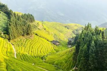 Terraced rice fields winding across a green valley with huts and forested hillsides at the edges.Longji Rice Terraces,Guilin,Guangxi ,Chinatravel