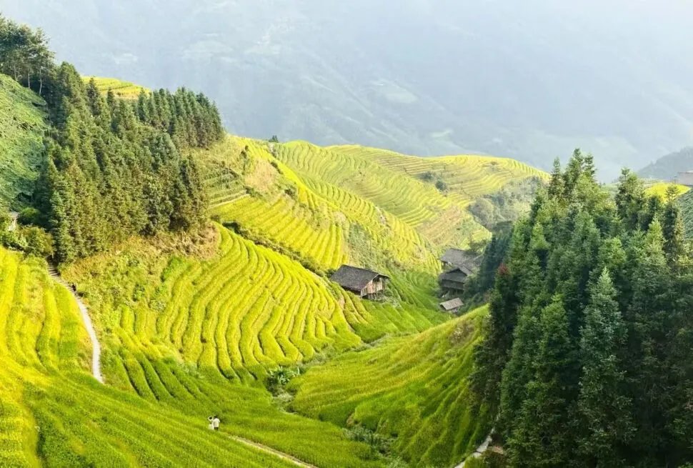 Terraced rice fields winding across a green valley with huts and forested hillsides at the edges.Longji Rice Terraces,Guilin,Guangxi ,Chinatravel