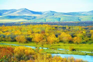 Hulunbuir Ergun Wetland,Hulunbuir,Chinatour Fall landscape with yellow and orange trees along a winding river, rolling fields and distant blue mountains.
