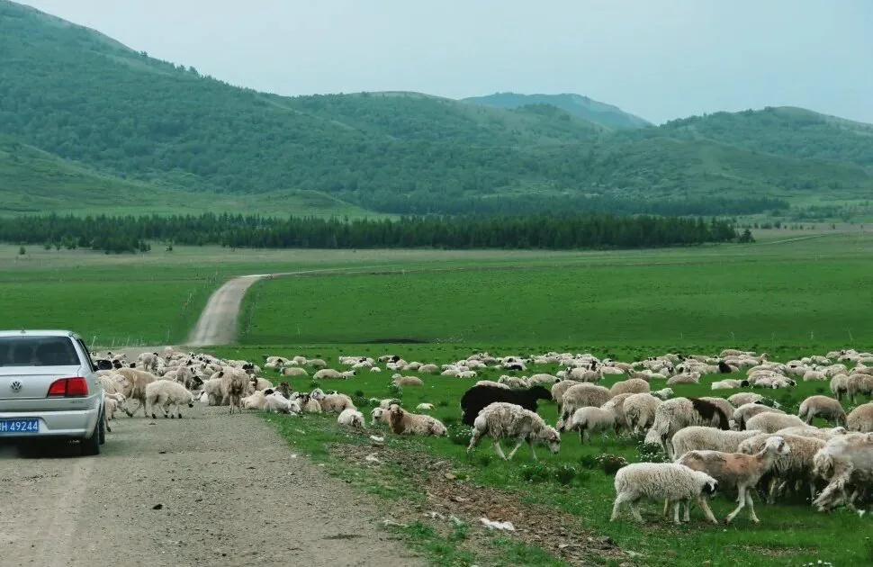Silver car parked on a dirt road beside a large flock of sheep grazing in a green valley, with rolling hills in the distance.Xilingol Grassland,Hohhot,Inner Mongolia,Chinatravel
