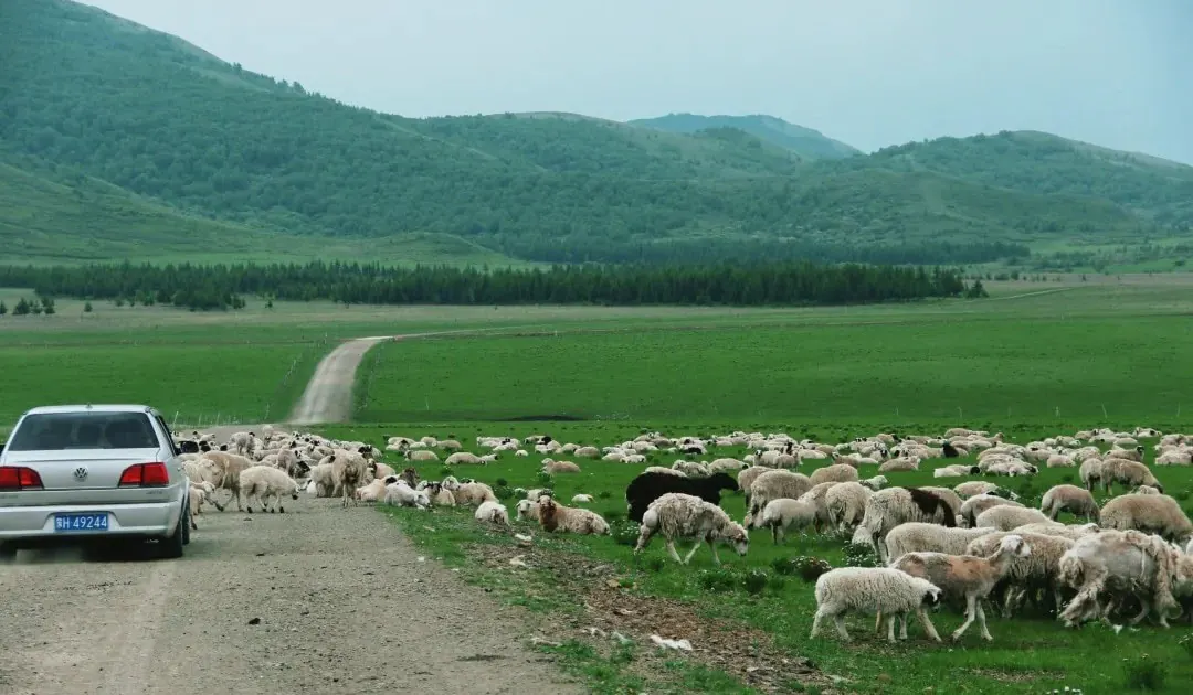Silver car parked on a dirt road beside a large flock of sheep grazing in a green valley, with rolling hills in the distance.Xilingol Grassland,Hohhot,Inner Mongolia,Chinatravel