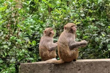 Two monkeys sitting on a concrete wall in front of dense green shrubbery, facing slightly to the right.”,Qianling Mountain Park,Guiyang,Guizhou