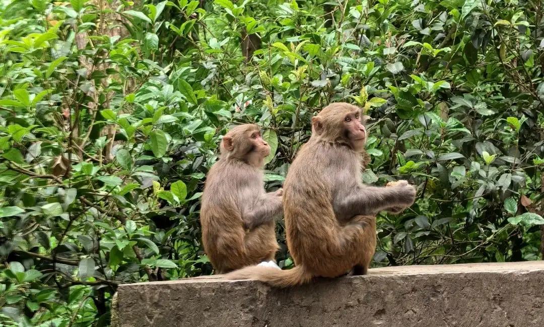 Two monkeys sitting on a concrete wall in front of dense green shrubbery, facing slightly to the right.”,Qianling Mountain Park,Guiyang,Guizhou