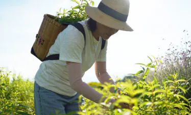 Dali Wellness Retreat,Dali,Chinatour Person in a wide-brimmed straw hat and light shirt harvests green plants in a sunlit field, carrying a woven basket on their back.