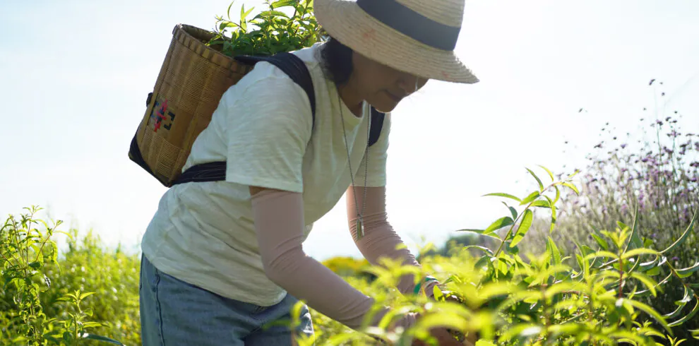 Person in a wide-brimmed straw hat and light shirt harvests green plants in a sunlit field, carrying a woven basket on their back.