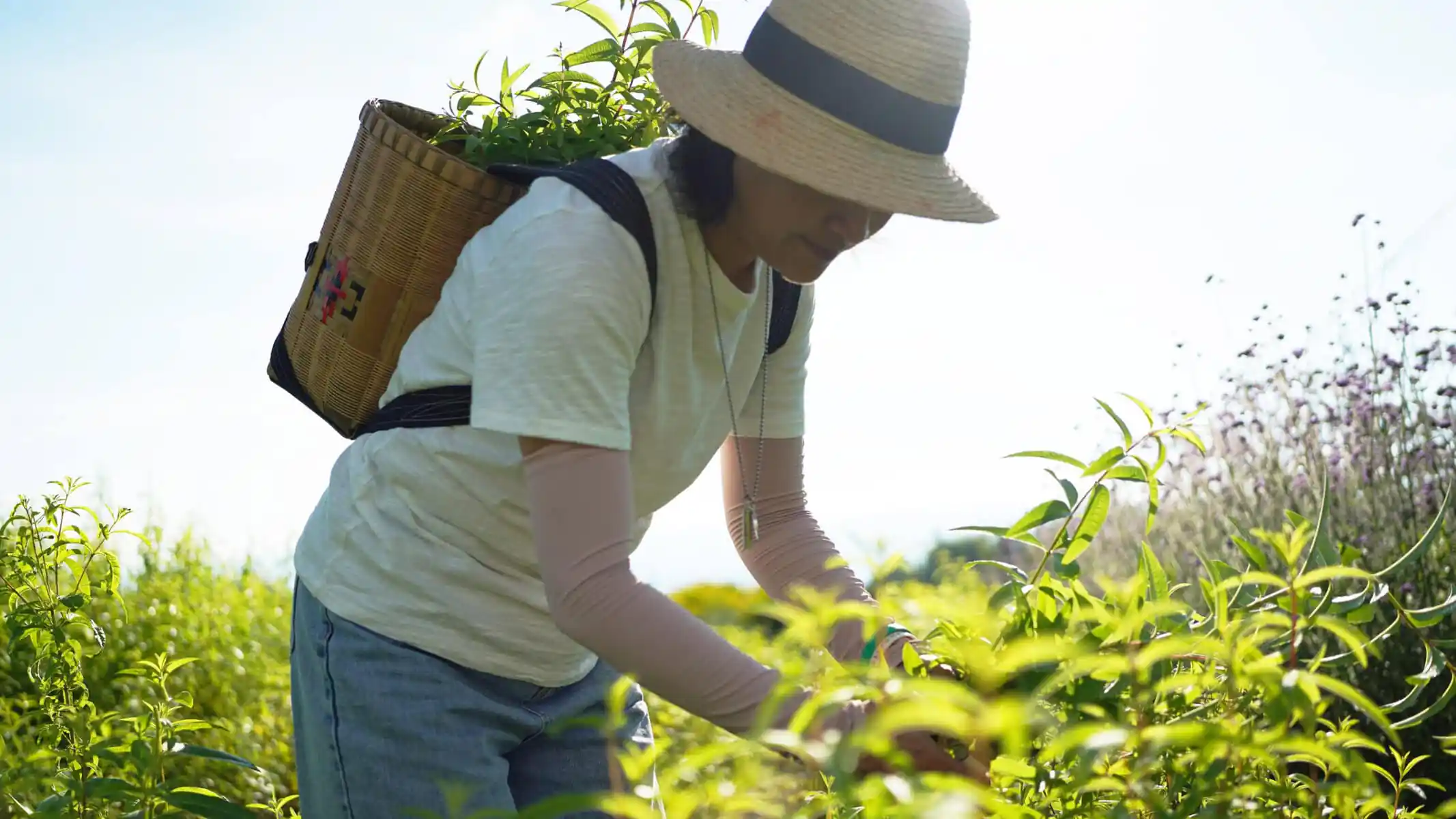 Dali Wellness Retreat,Dali,Chinatour Person in a wide-brimmed straw hat and light shirt harvests green plants in a sunlit field, carrying a woven basket on their back.