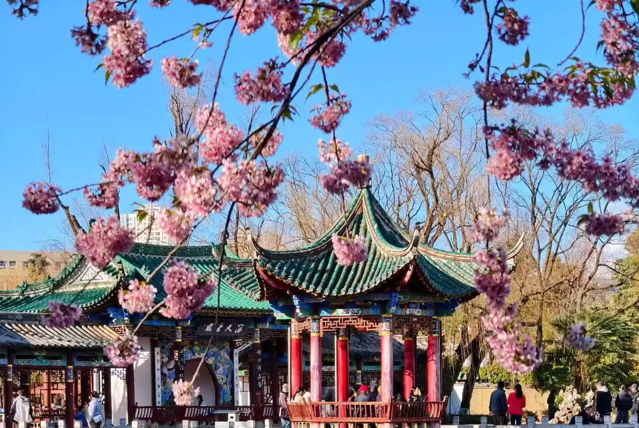 Traditional green-tiled Chinese pavilion with red columns, framed by pink cherry blossoms under a blue sky in a park.Green Lake Park,Kunming,Yunnan ,Chinatravel