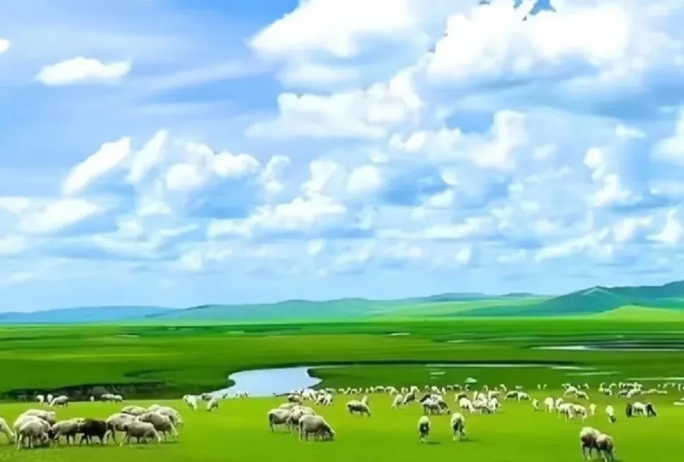 Hulunbuir Grassland,Hulunbuir,Chinatour Green pasture with a flock of sheep grazing under a blue sky with fluffy clouds.
