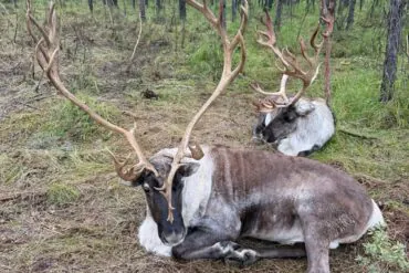 Aoluguya Reindeer Tribe,Hulunbuir,Chinatour Two large deer-like animals with impressive antlers resting on pine needle ground in a forest clearing.