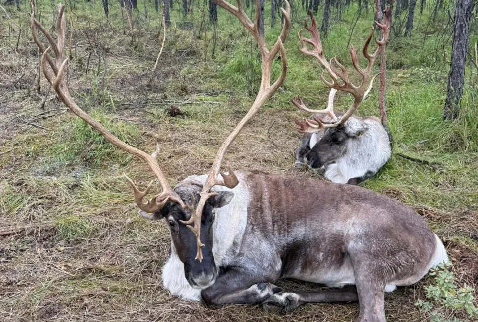 Two large deer-like animals with impressive antlers resting on pine needle ground in a forest clearing.