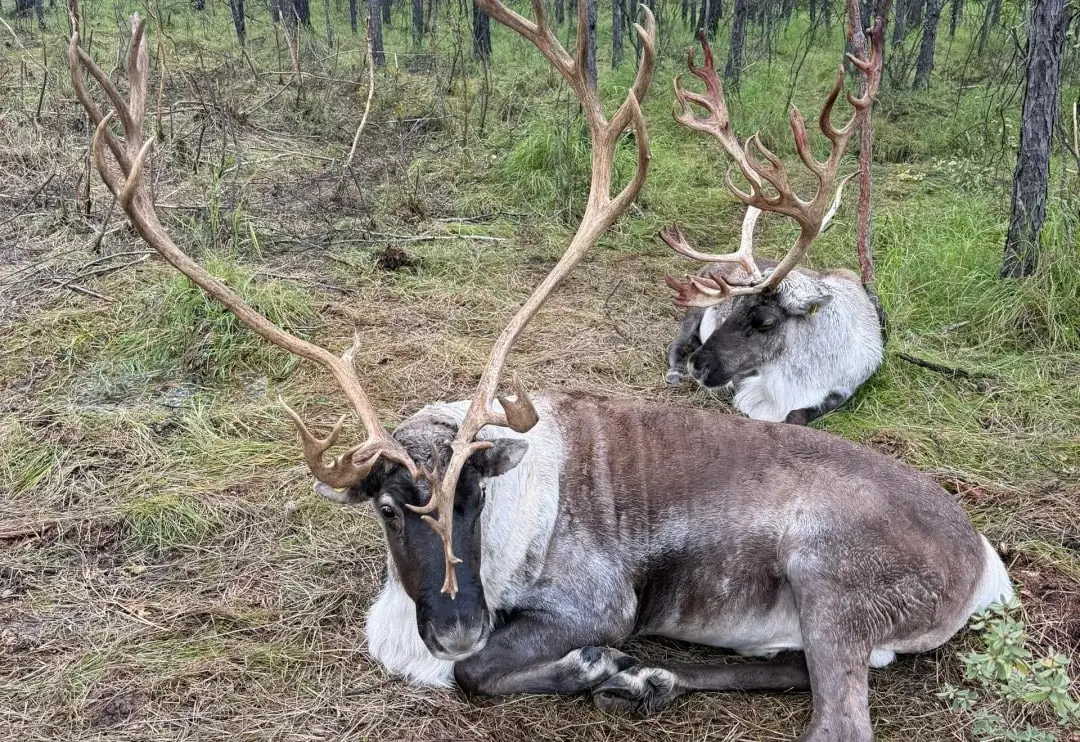 Aoluguya Reindeer Tribe,Hulunbuir,Chinatour Two large deer-like animals with impressive antlers resting on pine needle ground in a forest clearing.