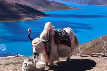 White yak wearing a decorative saddle stands by a bright blue lake and brown mountains in a remote landscape.Yamdrok Lake,Lhasa,Tibet,Chinatravel