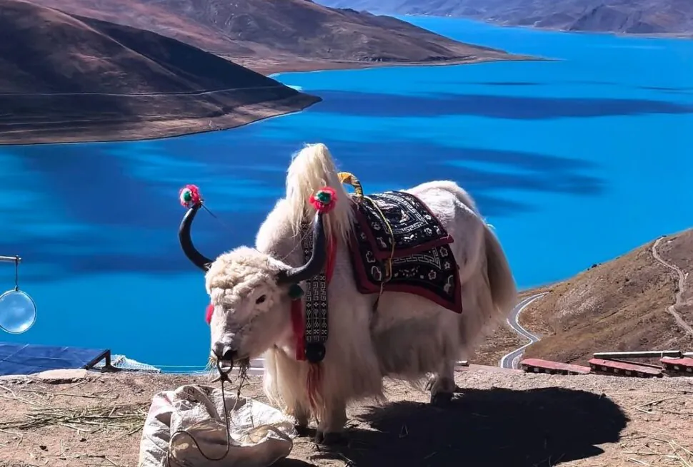 White yak wearing a decorative saddle stands by a bright blue lake and brown mountains in a remote landscape.Yamdrok Lake,Lhasa,Tibet,Chinatravel
