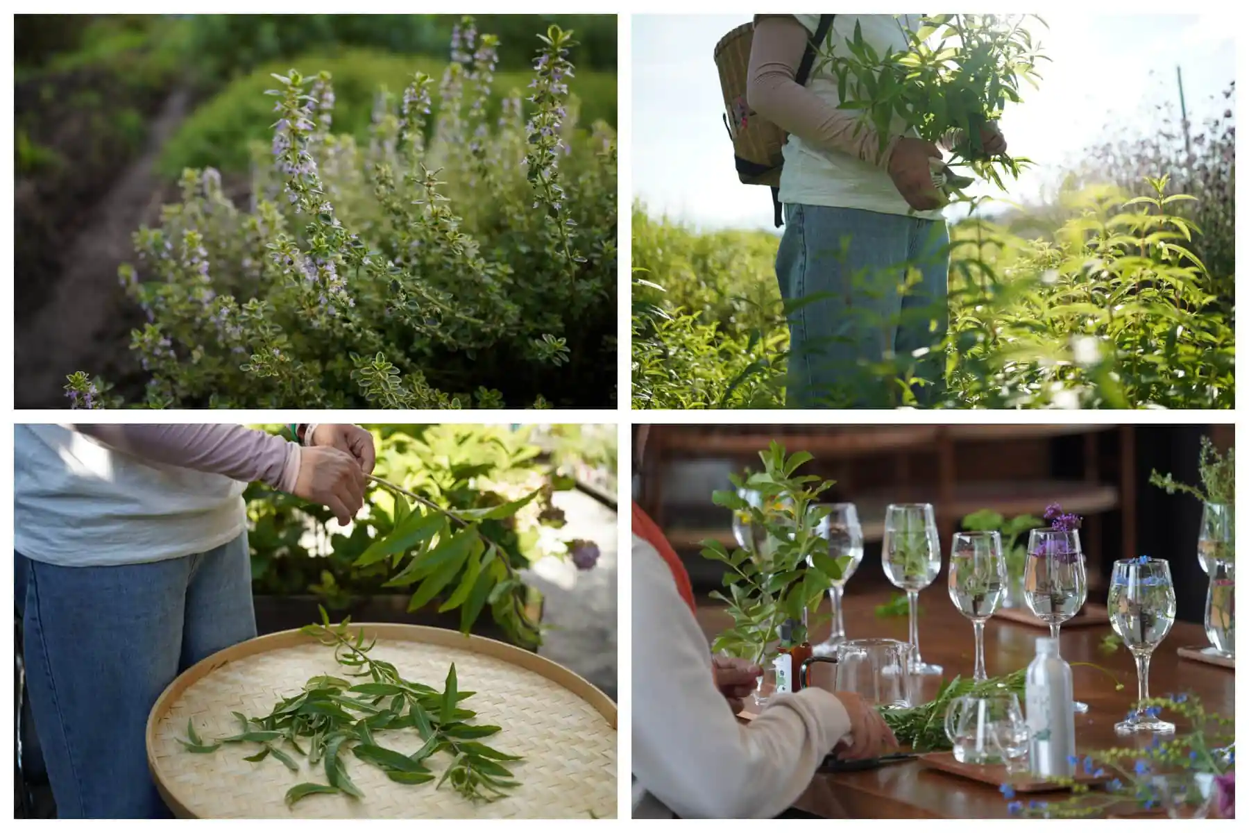 Dali Wellness Retreat,Dali,Chinatour Collage of herb harvesting: thyme in a garden, a person gathering herbs, trimming leaves over a woven basket, and a table set with wine glasses and fresh herbs.