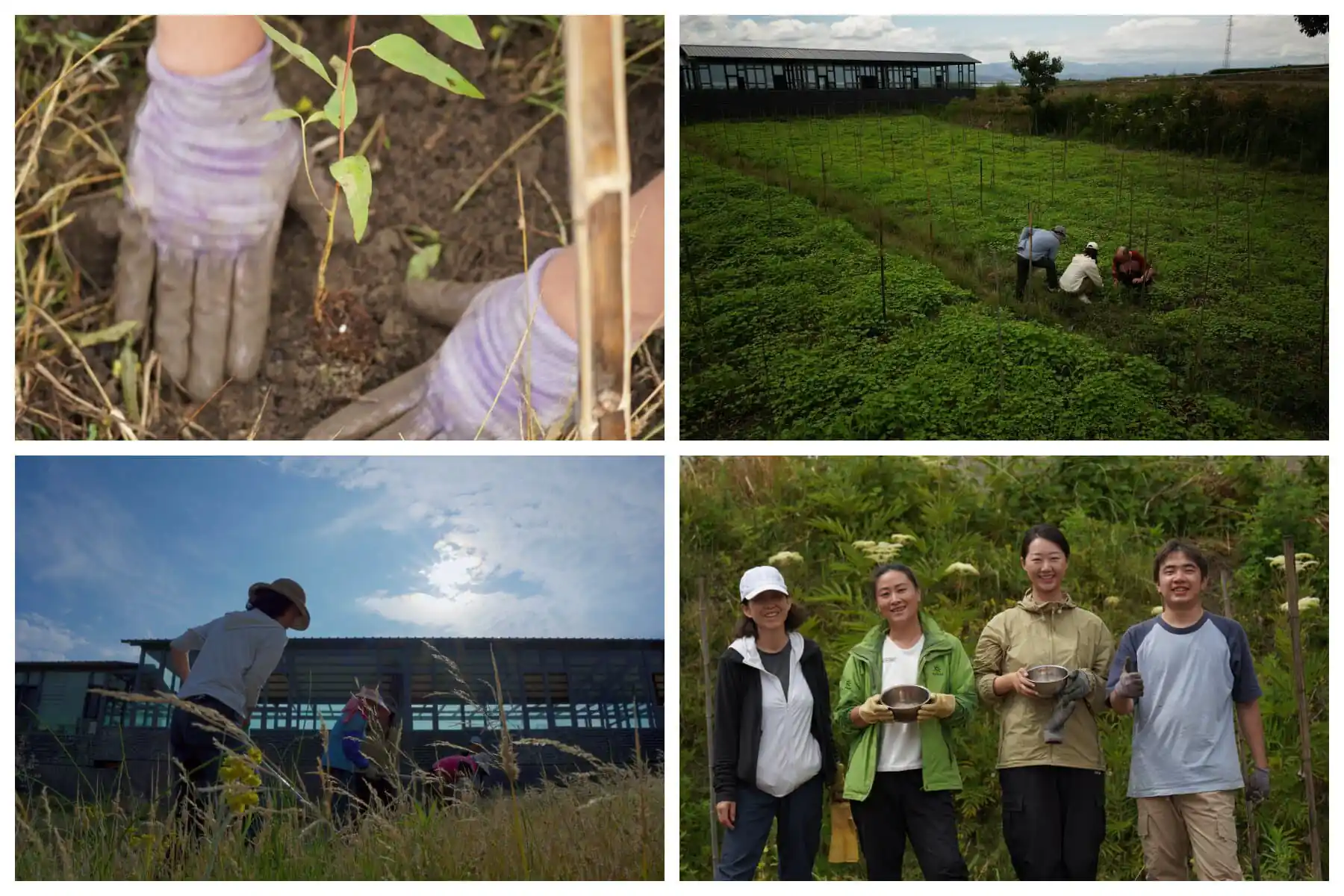 Dali Wellness Retreat,Dali,Chinatour Collage of volunteers working on a farm: top-left shows gloved hands planting a seedling in soil; top-right shows people tending crops in a green field near a building; bottom-left shows a person in a field with tall grass and a blue sky; bottom-right shows four volunteers standing together, holding bowls and smiling.