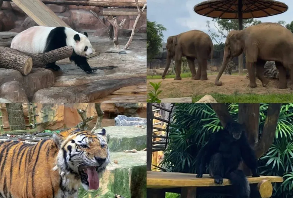 Nanning Zoo & Amusement Park,Nanning,Guangxi,Chinaexplorertourr Collage showing a panda on logs, two elephants walking in a yard, a tiger panting with its tongue out, and a chimpanzee sitting in greenery at a enclosure.