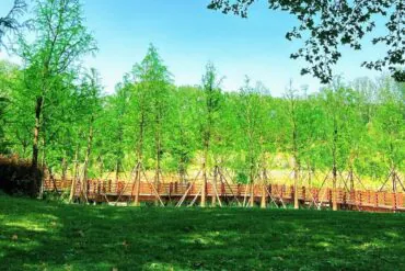 Zhengzhou Forest Park,Zhengzhou,Henan,Chinaexplorertour Park scene with a wooden boardwalk bordered by young trees and lush green grass under a clear blue sky.