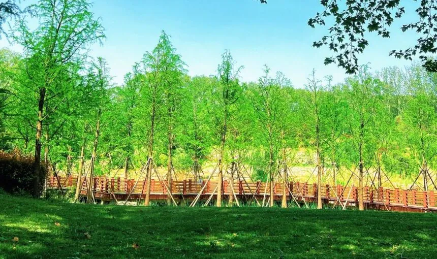 Zhengzhou Forest Park: Tips for Getting There and Exploring