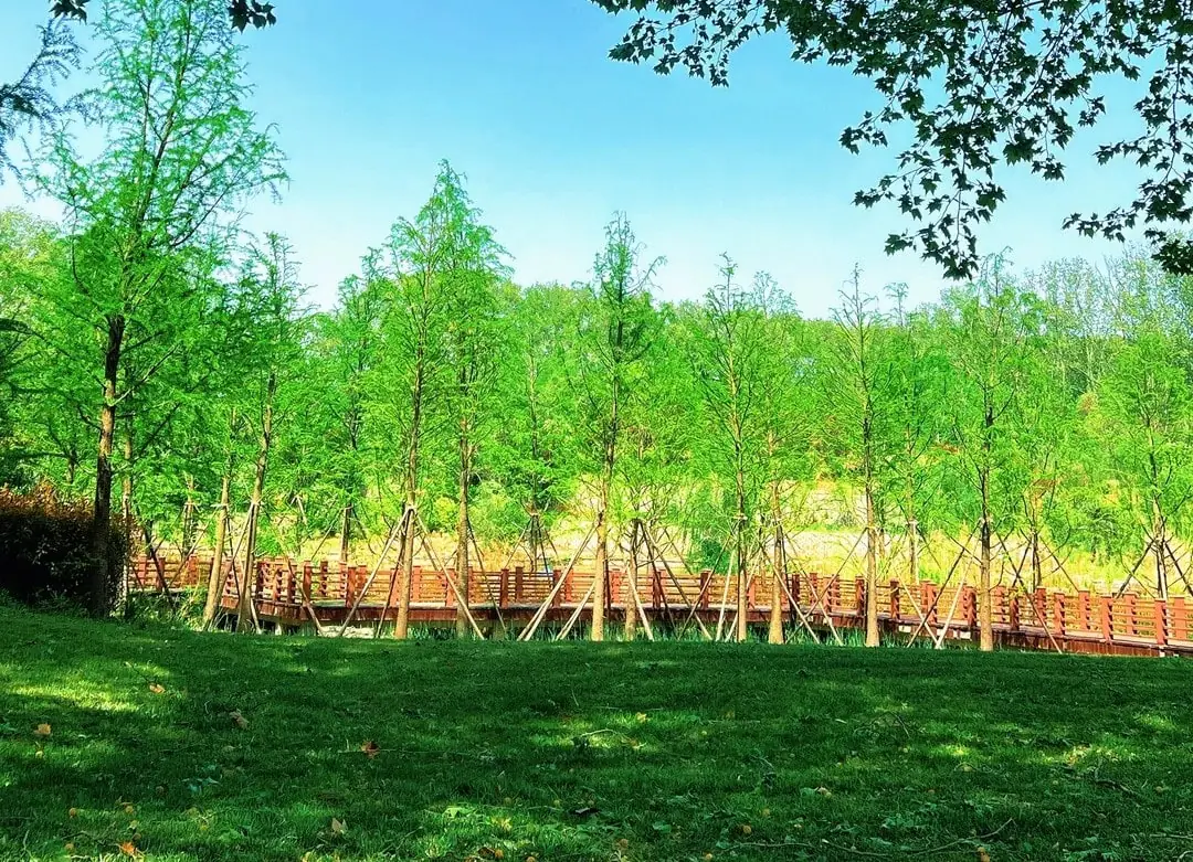 Zhengzhou Forest Park,Zhengzhou,Henan,Chinaexplorertour Park scene with a wooden boardwalk bordered by young trees and lush green grass under a clear blue sky.