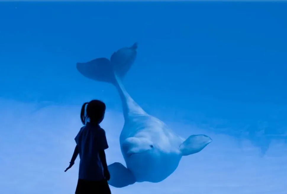 Haikou Happy World,Haikou,Hainan,Chinaexplorertour Child silhouette watches a beluga whale gliding through bright blue water in an aquarium view.