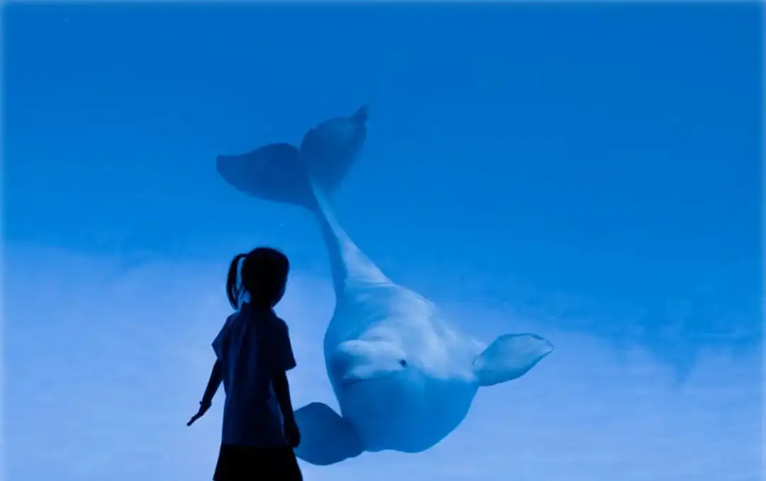 Haikou Happy World,Haikou,Hainan,Chinaexplorertour Child silhouette watches a beluga whale gliding through bright blue water in an aquarium view.