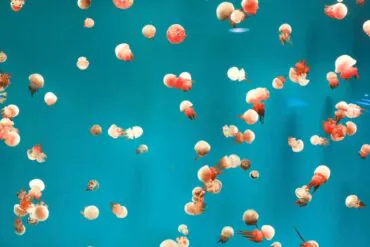 Dalian Sun Asia Ocean World,Dalian,Liaoning,Chinatravel Jellyfish with white bells and red tentacles drift through turquoise blue water in an underwater scene.