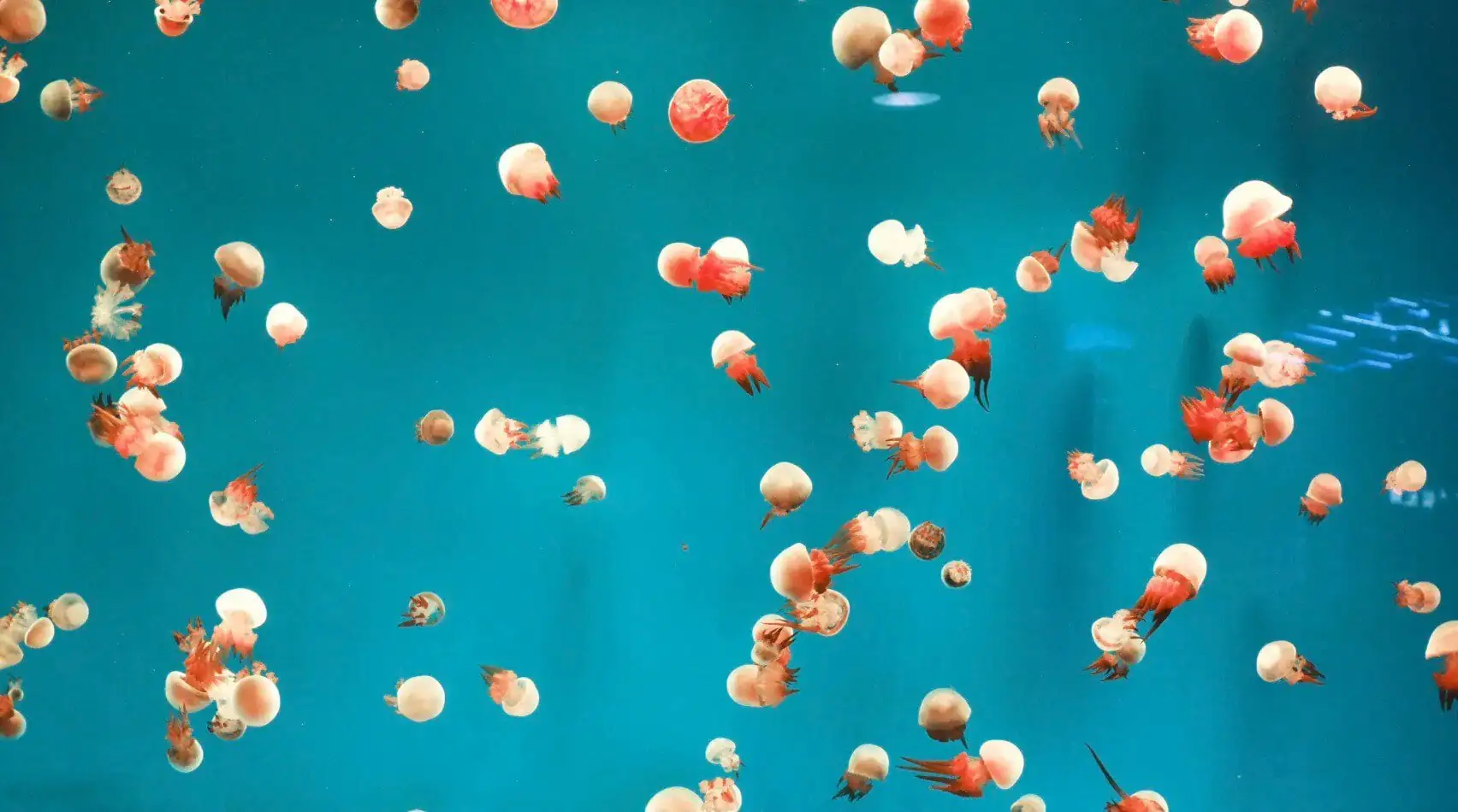 Dalian Sun Asia Ocean World,Dalian,Liaoning,Chinatravel Jellyfish with white bells and red tentacles drift through turquoise blue water in an underwater scene.