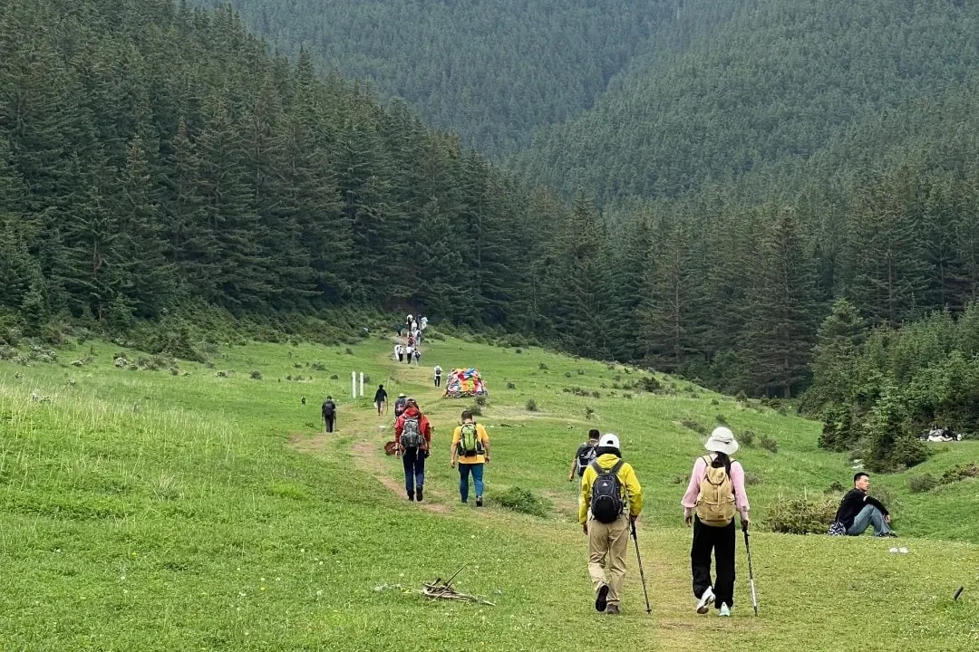 Helan Mountain National Forest Park,YincShapotou Desert Scenic Area,Yinchuan,Ningxia,Chinatravel Group of hikers with backpacks walking along a grassy trail toward a dense pine forest.