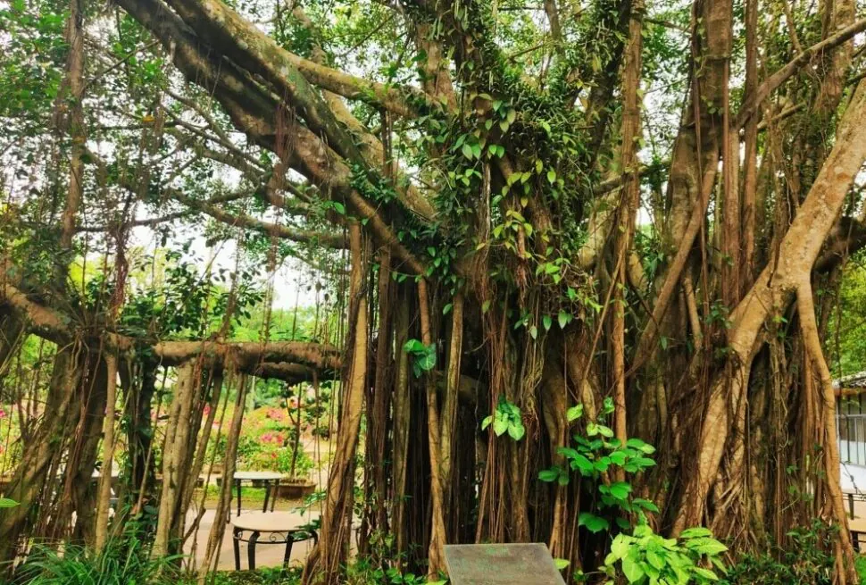 Volcano Crater Park,Haikou,Hainan,Chinaexplorertour Massive tree with numerous aerial roots and vines in a garden courtyard, benches and a table visible nearby.
