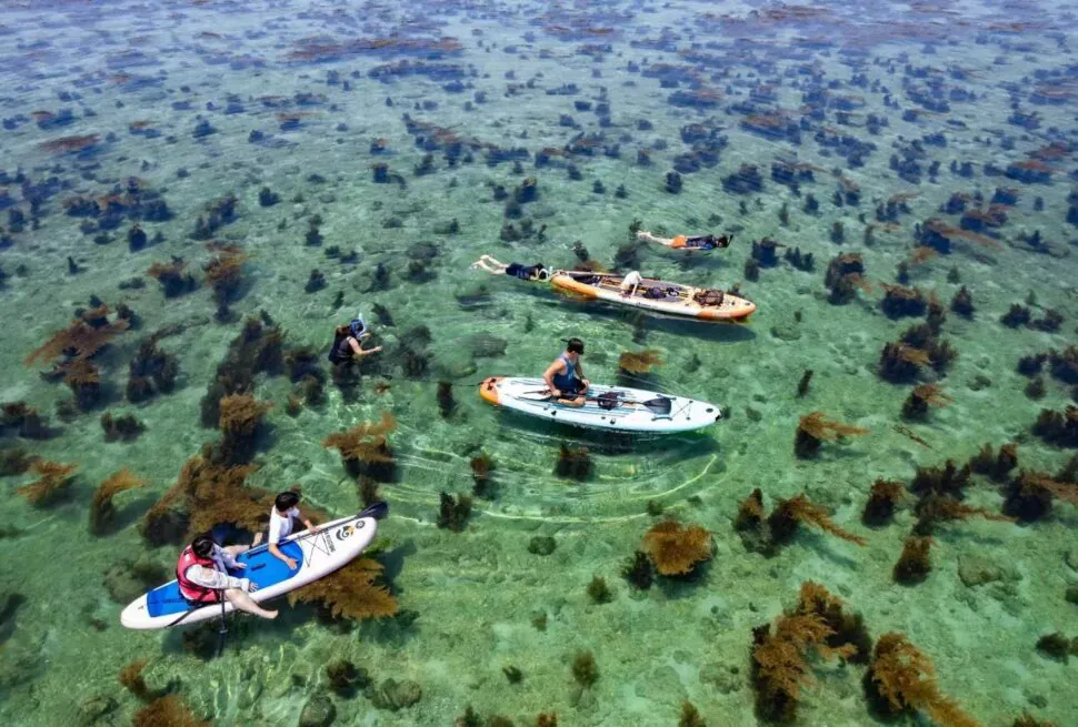 Weizhou Island,Beiahi,Guangxi,Chinaexplorertour Group of people on paddleboards and swimming in clear tropical water with seaweed and rocky bottom.