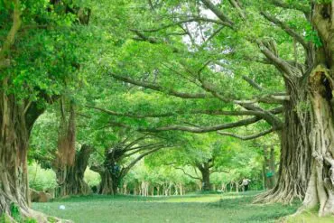 Nanhu Lake Park,Nanning,Guangxi,Chinaexplorertour Park scene with large banyan trees and intertwined roots, green canopy overhead, a person walking in the distance.