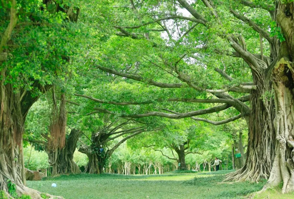 Nanhu Lake Park,Nanning,Guangxi,Chinaexplorertour Park scene with large banyan trees and intertwined roots, green canopy overhead, a person walking in the distance.