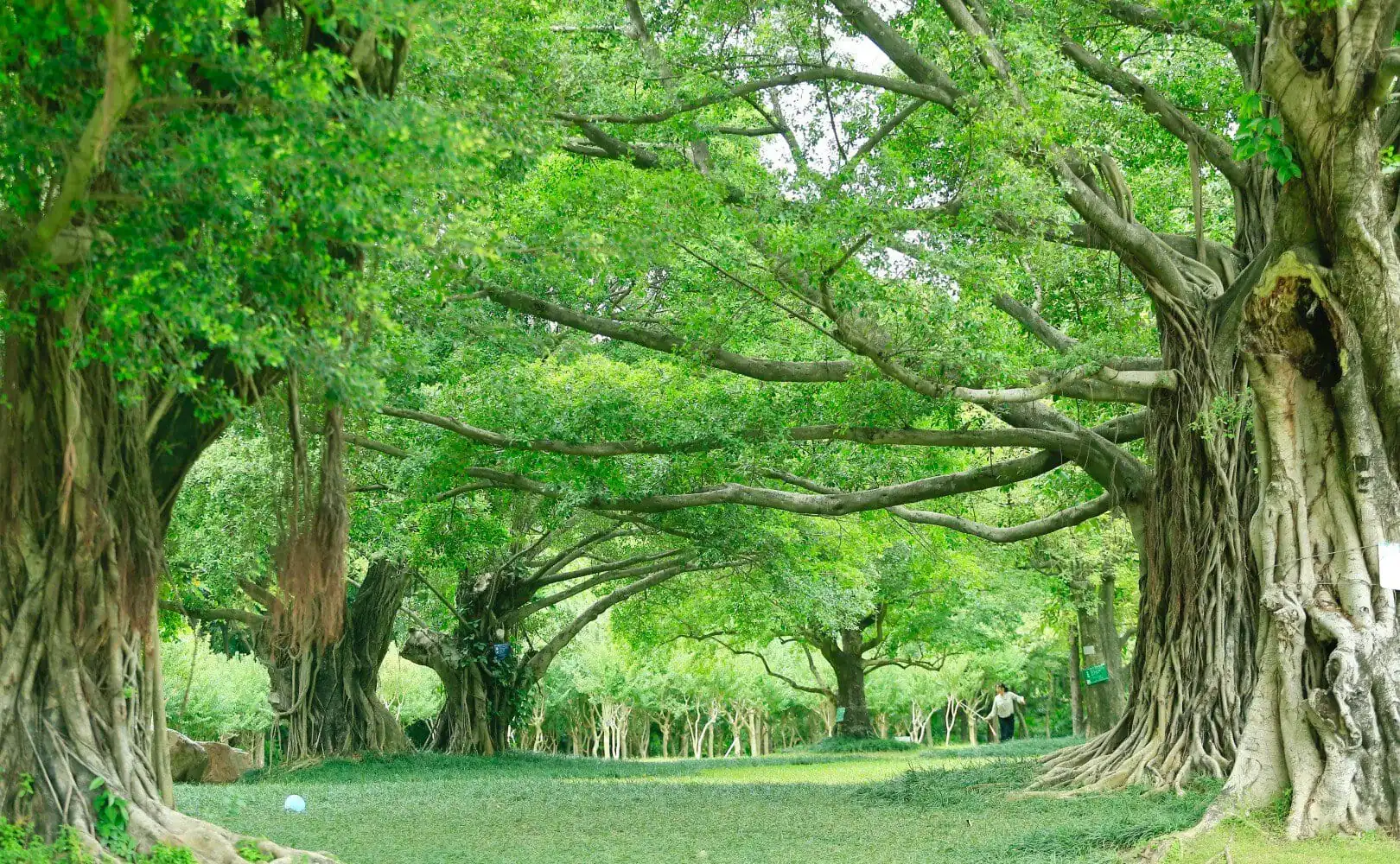Nanhu Lake Park,Nanning,Guangxi,Chinaexplorertour Park scene with large banyan trees and intertwined roots, green canopy overhead, a person walking in the distance.